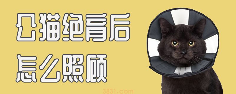 公猫绝育后怎么照顾(图1)