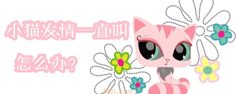 小猫发情一直叫怎么办 配种或者绝育(图1)