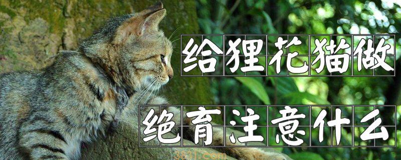 给狸花猫做绝育注意什么(图1)