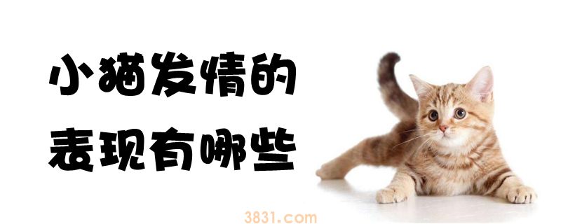 小猫发情的表现有哪些(图1)