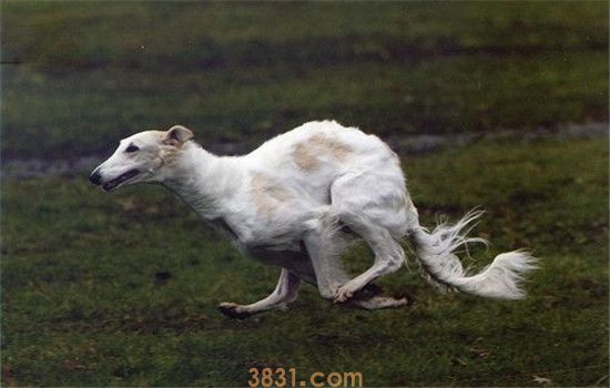四种优秀的狩猎犬 对于狩猎犬你了解多少(图1)