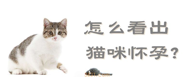 怎么看出猫咪怀孕(图1)