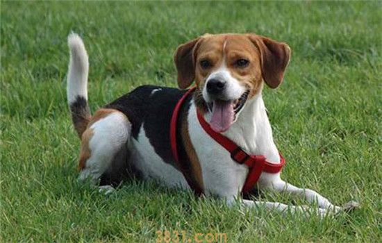 狩猎犬有哪些 这些狩猎犬你都了解吗(图1)