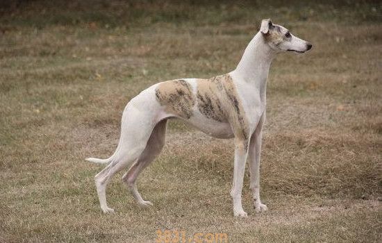 狩猎犬有哪些 这些狩猎犬你都了解吗(图2)