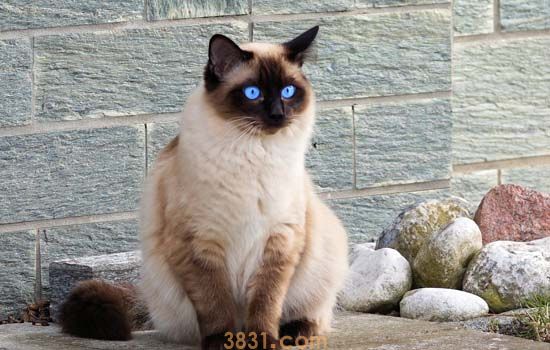 流浪猫耳朵出现一个口代表什么 为什么流浪猫耳朵缺一块(图1)