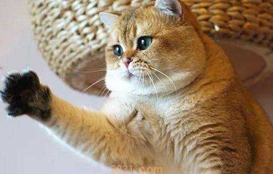 流浪猫耳朵出现一个口代表什么 为什么流浪猫耳朵缺一块(图2)