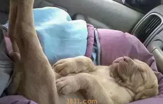 从睡姿看狗狗性格 你家狗狗是什么性格呢?(图3)