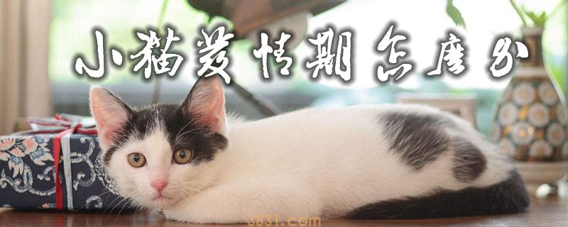 小猫发情期怎么办(图1)