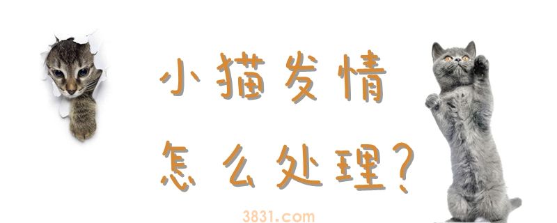 小猫发情怎么处理(图1)