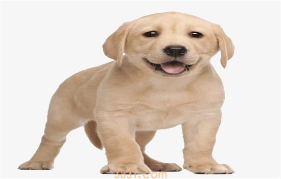 爱犬不听话 如何训练才能愉快地玩耍?(图1)