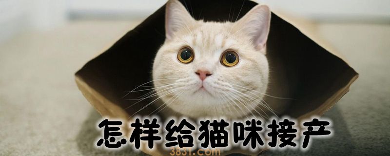 怎样给猫咪接产(图1)