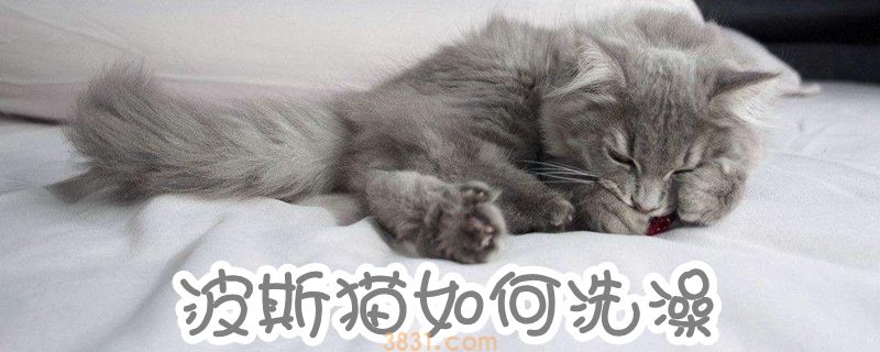 波斯猫如何洗澡(图1)
