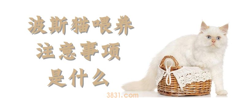 波斯猫喂养注意事项是什么(图1)