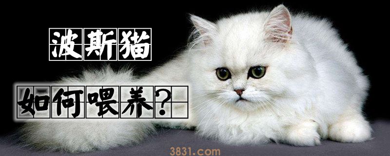 波斯猫如何喂养(图1)