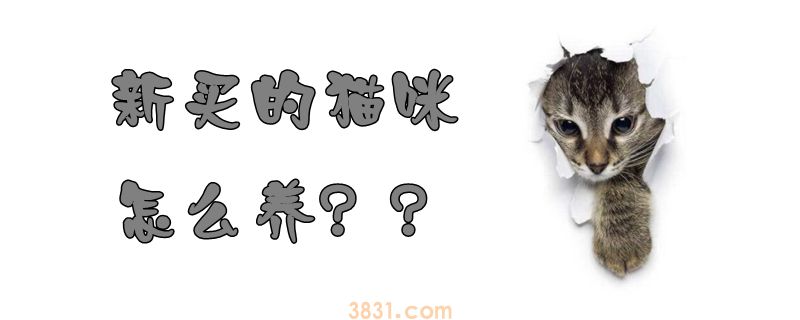 新买的猫咪怎么养(图1)