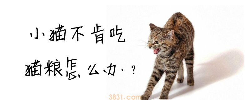 小猫不肯吃猫粮怎么办(图1)