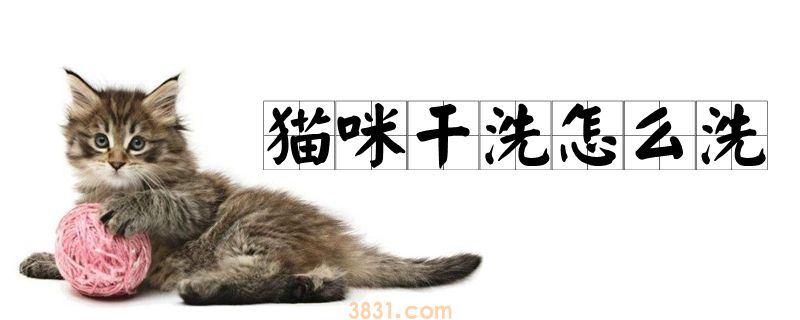 猫咪干洗怎么洗(图1)