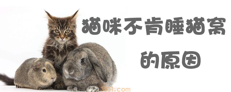 猫咪不肯睡猫窝的原因有哪些(图1)