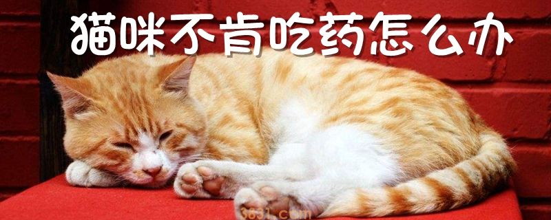 猫咪不肯吃药怎么办(图1)