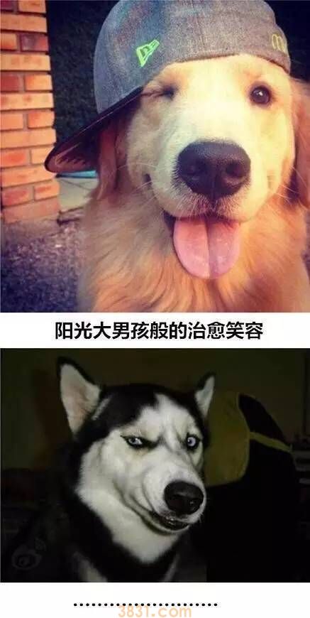这就是养二哈与养金毛的区别 真是给跪了(图1)