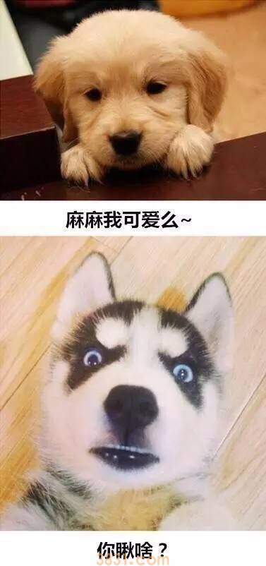 这就是养二哈与养金毛的区别 真是给跪了(图2)