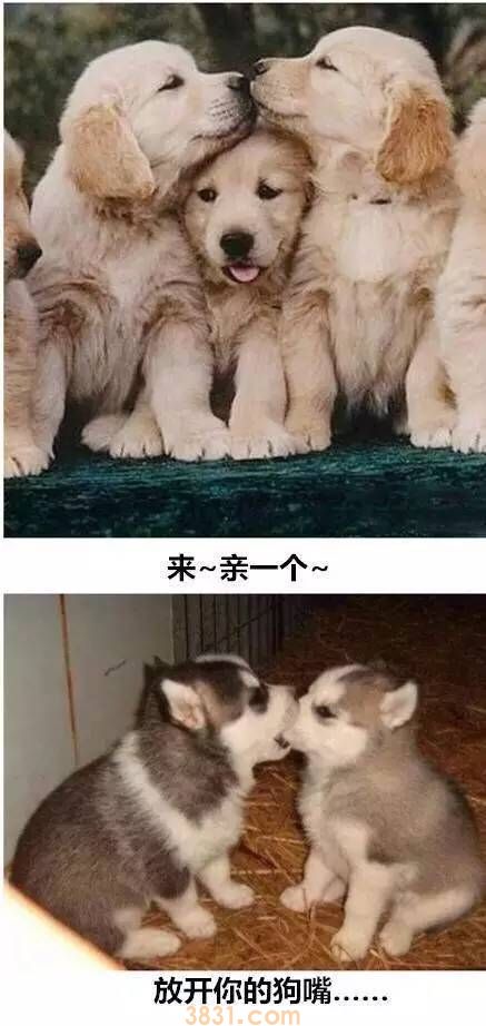 这就是养二哈与养金毛的区别 真是给跪了(图3)