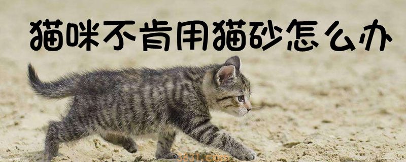 猫咪不肯用猫砂怎么办(图1)