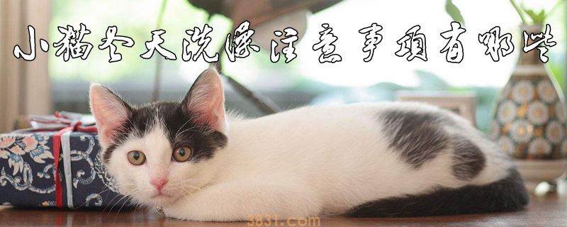 小猫冬天洗澡注意事项有哪些(图1)