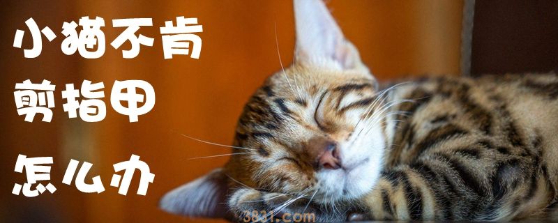 小猫不肯剪指甲怎么办(图1)