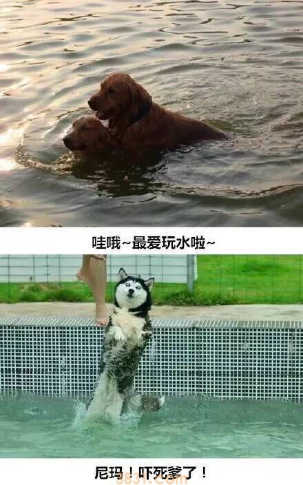 这就是养二哈与养金毛的区别 真是给跪了(图5)
