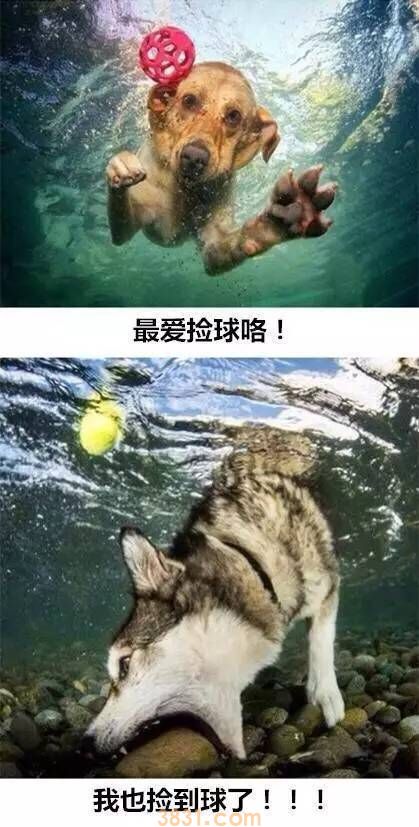 这就是养二哈与养金毛的区别 真是给跪了(图6)
