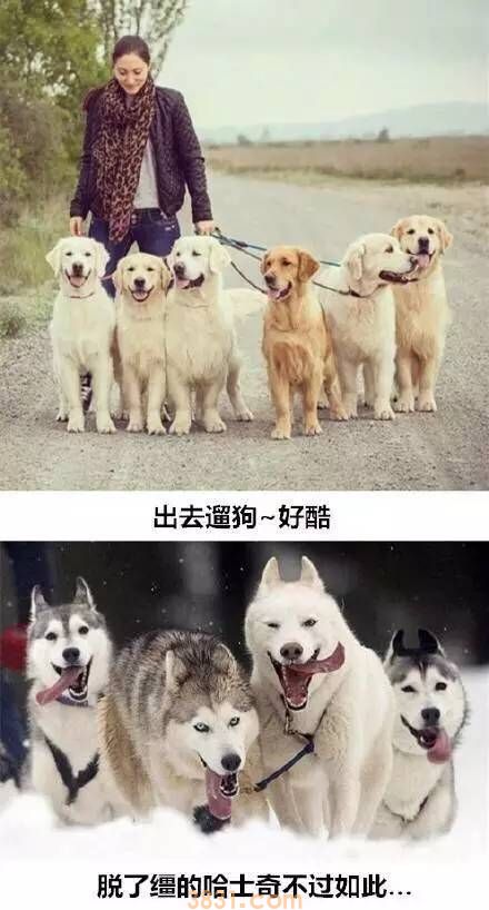 这就是养二哈与养金毛的区别 真是给跪了(图7)