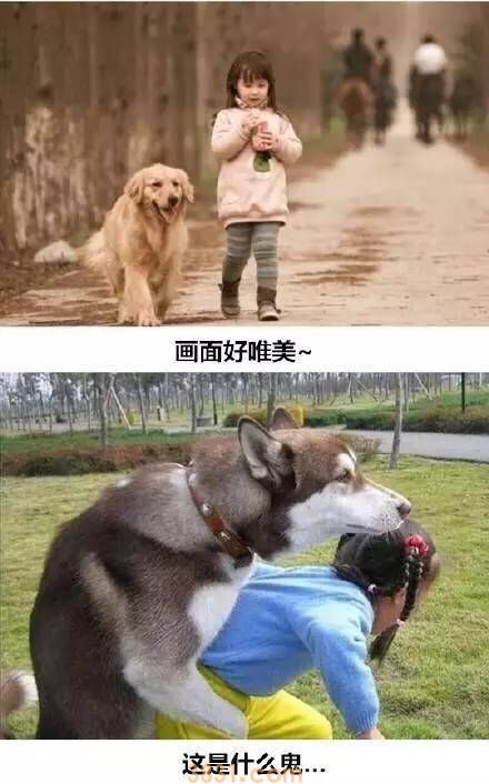 这就是养二哈与养金毛的区别 真是给跪了(图8)