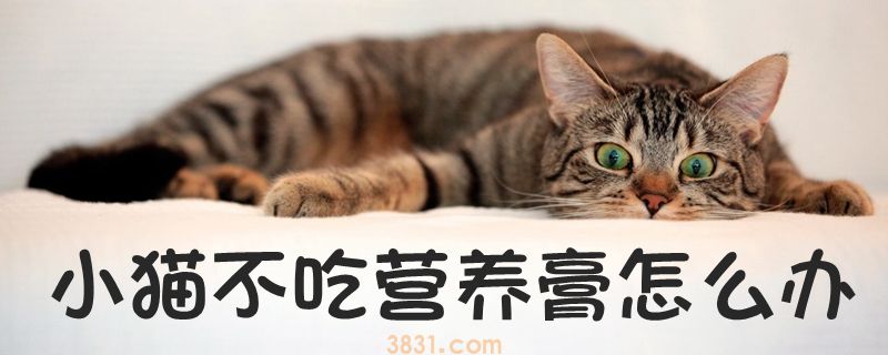 小猫不吃营养膏怎么办(图1)