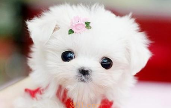 茶杯犬能长多大 不知道茶杯犬有这样的来历吧!(图1)