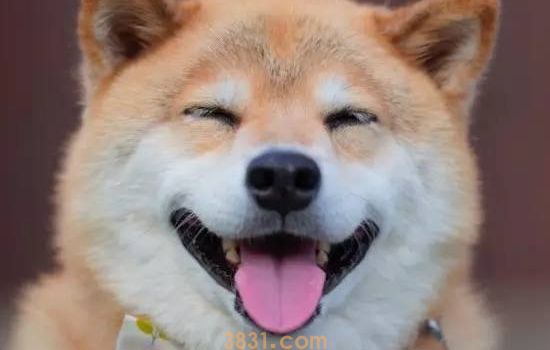 买狗只看外表?未来十几年你肯定会后悔!(图4)