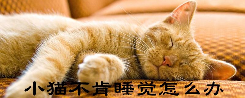 小猫不肯睡觉怎么办(图1)