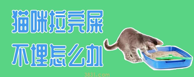 猫咪拉完屎不埋怎么办(图1)