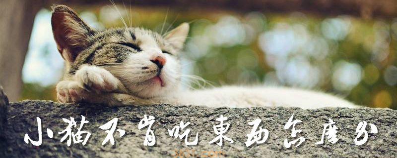 小猫不肯吃东西怎么办(图1)