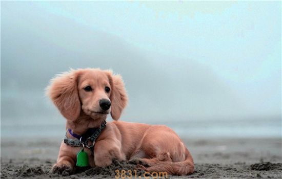 狗狗怕生要怎么办 让狗狗适应新环境的小技巧(图2)