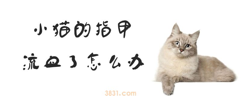 小猫的指甲流血了怎么办(图1)