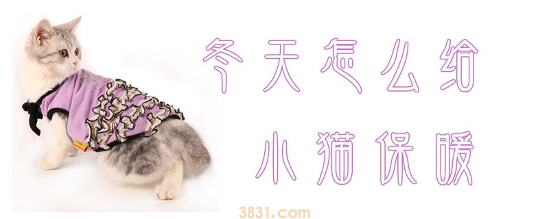 冬天怎么给小猫保暖(图1)