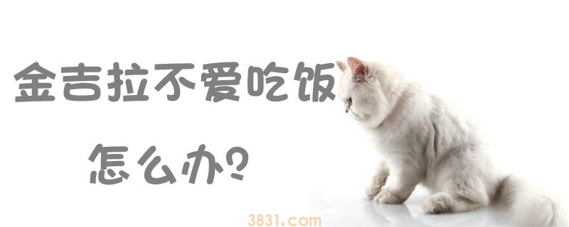 金吉拉不爱吃饭怎么办(图1)