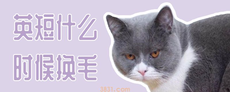 英短什么时候换毛(图1)