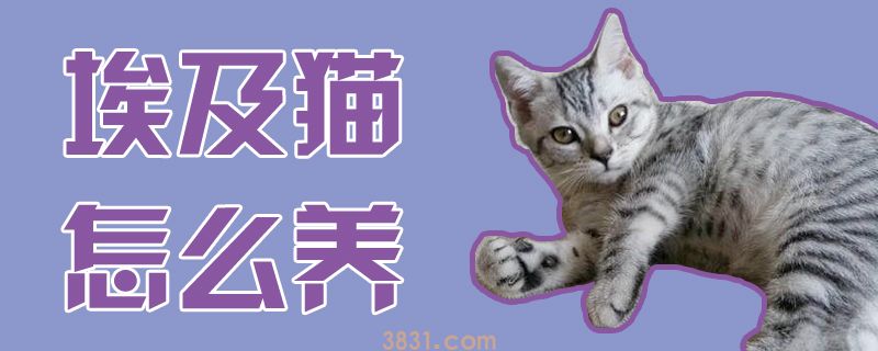 埃及猫怎么养(图1)