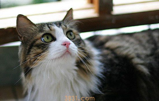 流浪猫的耳朵少一块 流浪猫耳朵出现缺口并不是坏事(图1)