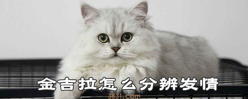 金吉拉怎么分辨发情(图1)