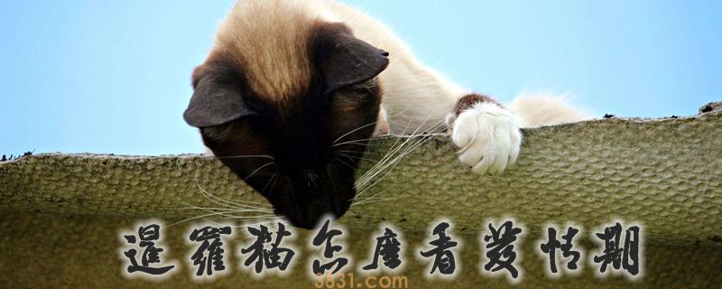 暹罗猫怎么看发情期(图1)