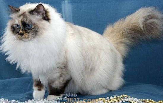 流浪猫的耳朵少一块 流浪猫耳朵出现缺口并不是坏事(图2)