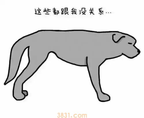 狗狗摆尾巴隐藏的含义 你真的读懂了吗?(图3)